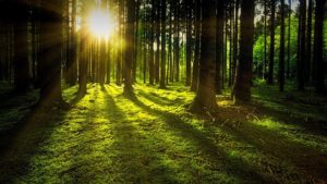 Wald (Pixabay)
