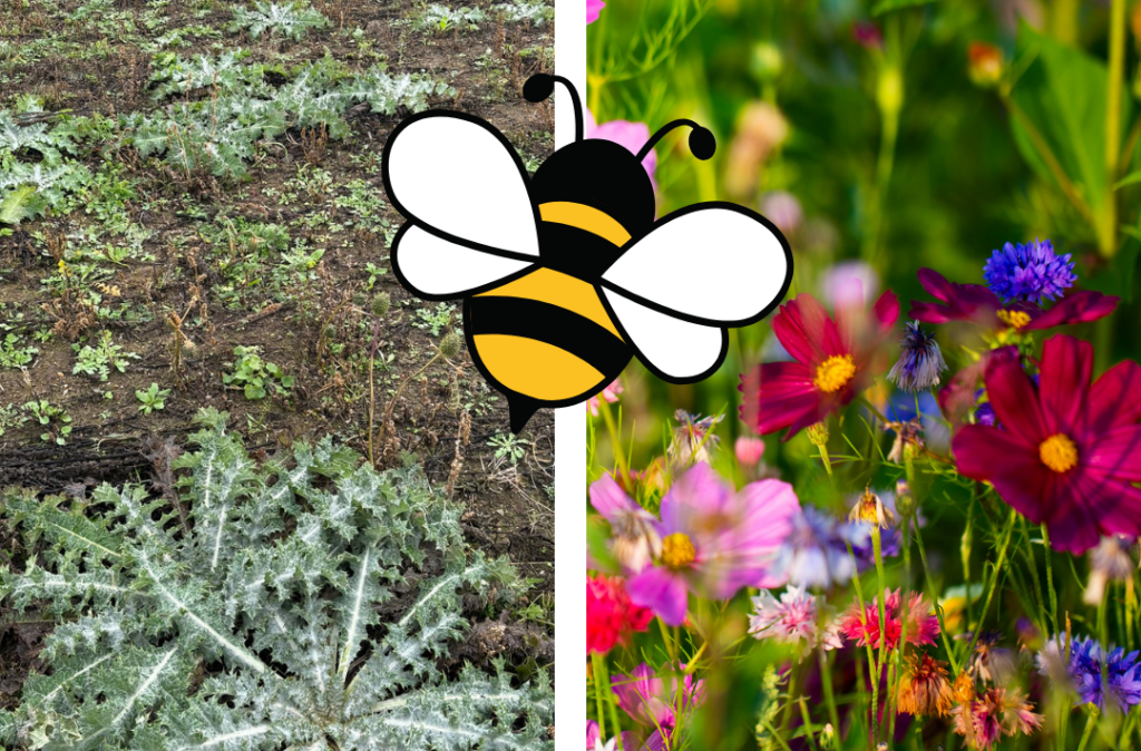 2025 Bienenweide