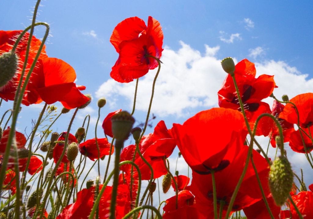 Mohnblumen (Canva)